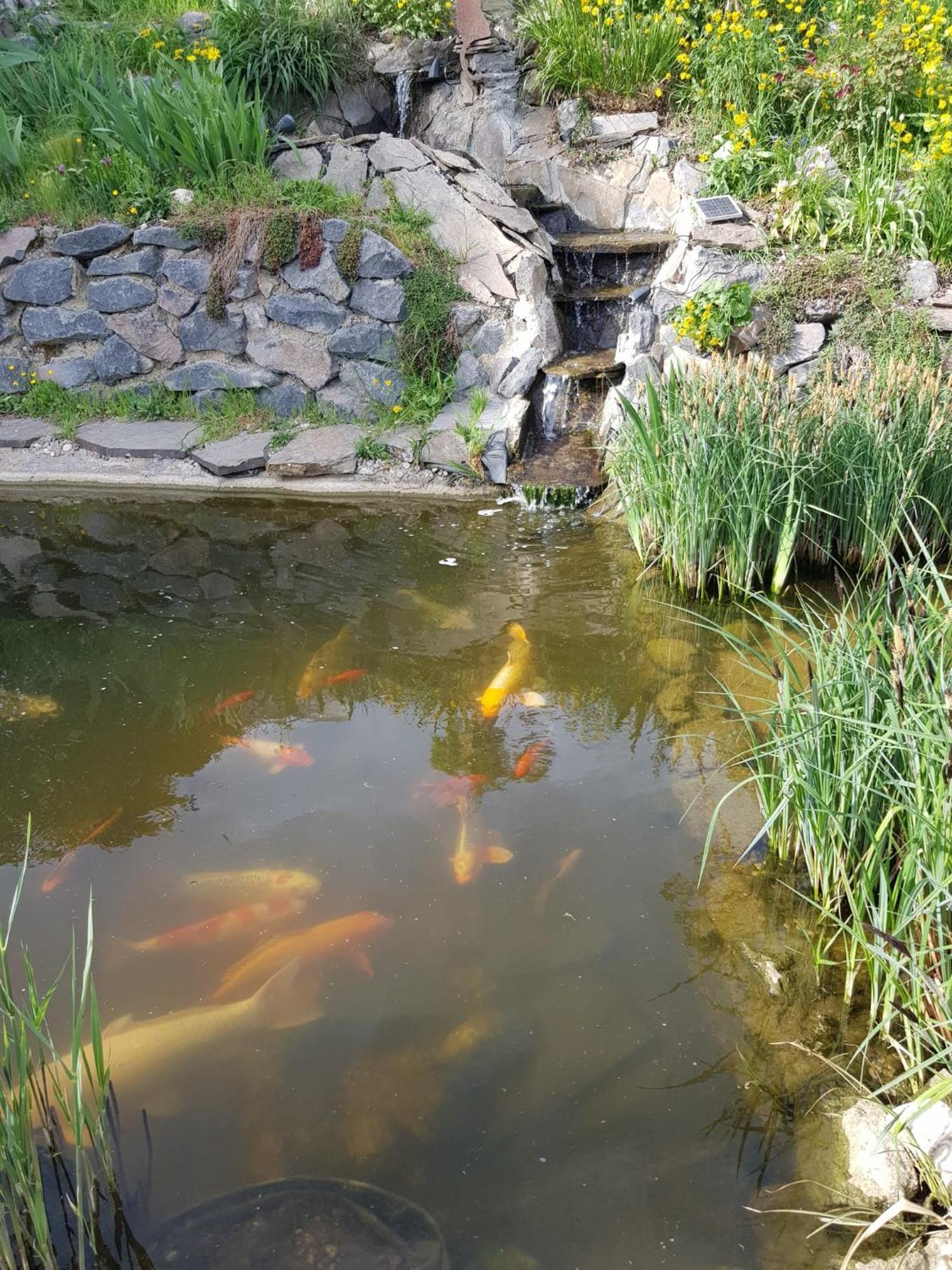 Wohlfuehlen Am Gartenteich Oberzissen Luaran gambar